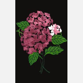 Hortensia