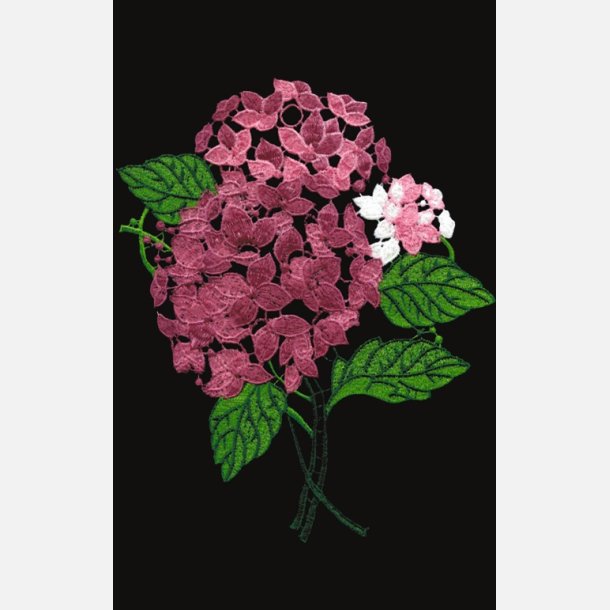Hortensia